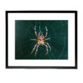 Shard Frame – The Spider